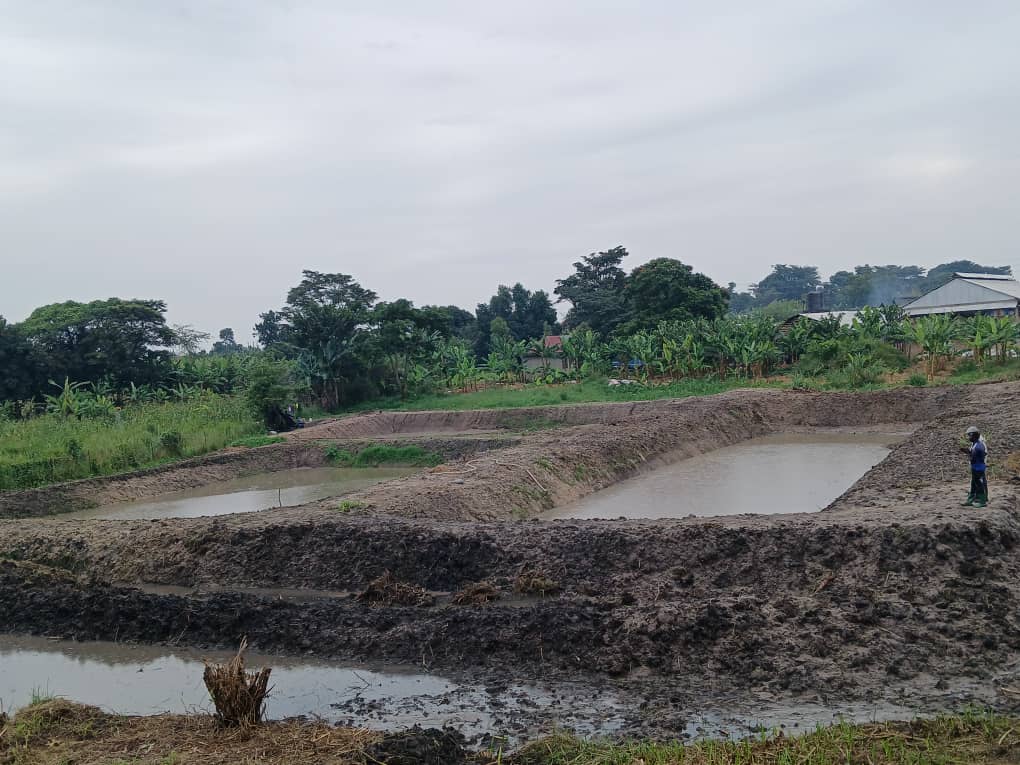 Catfish Aquaculture