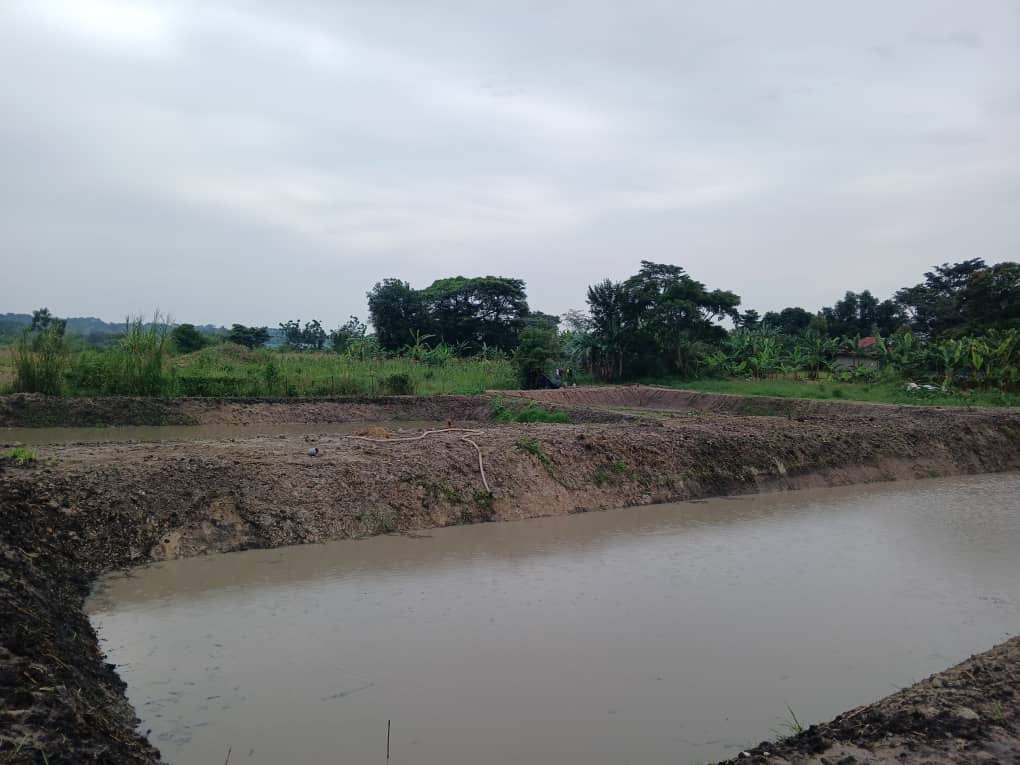 Catfish Aquaculture