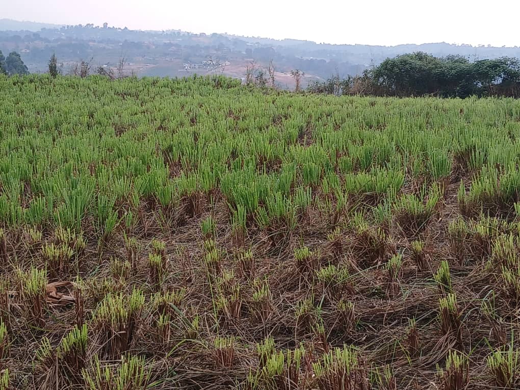 Bukeerere Farm