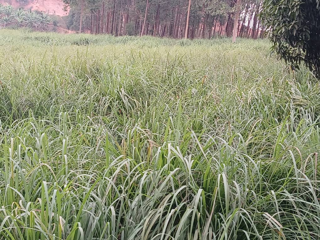 Lemongrass Cultivation