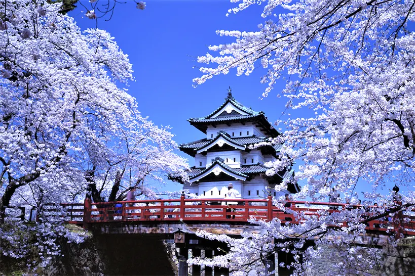 Why Hanami Is About More Than Cherry Blossoms