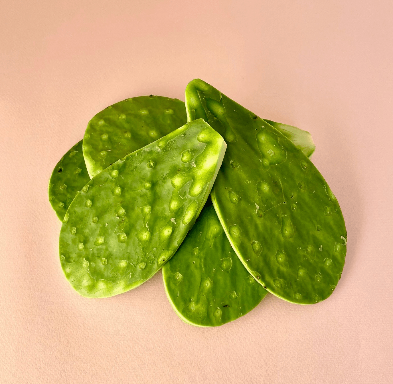 Nopal sin espinas - 0