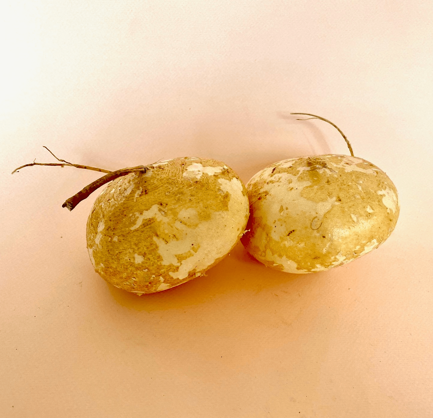 Jícama - 0