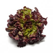 Lechuga maple roja - 0