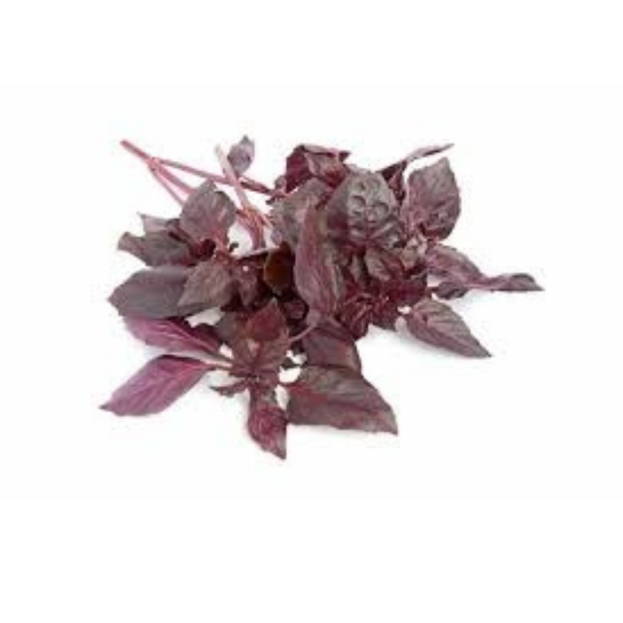 Albahaca Morada - 0