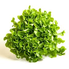 Lechuga Maple Verde - 0