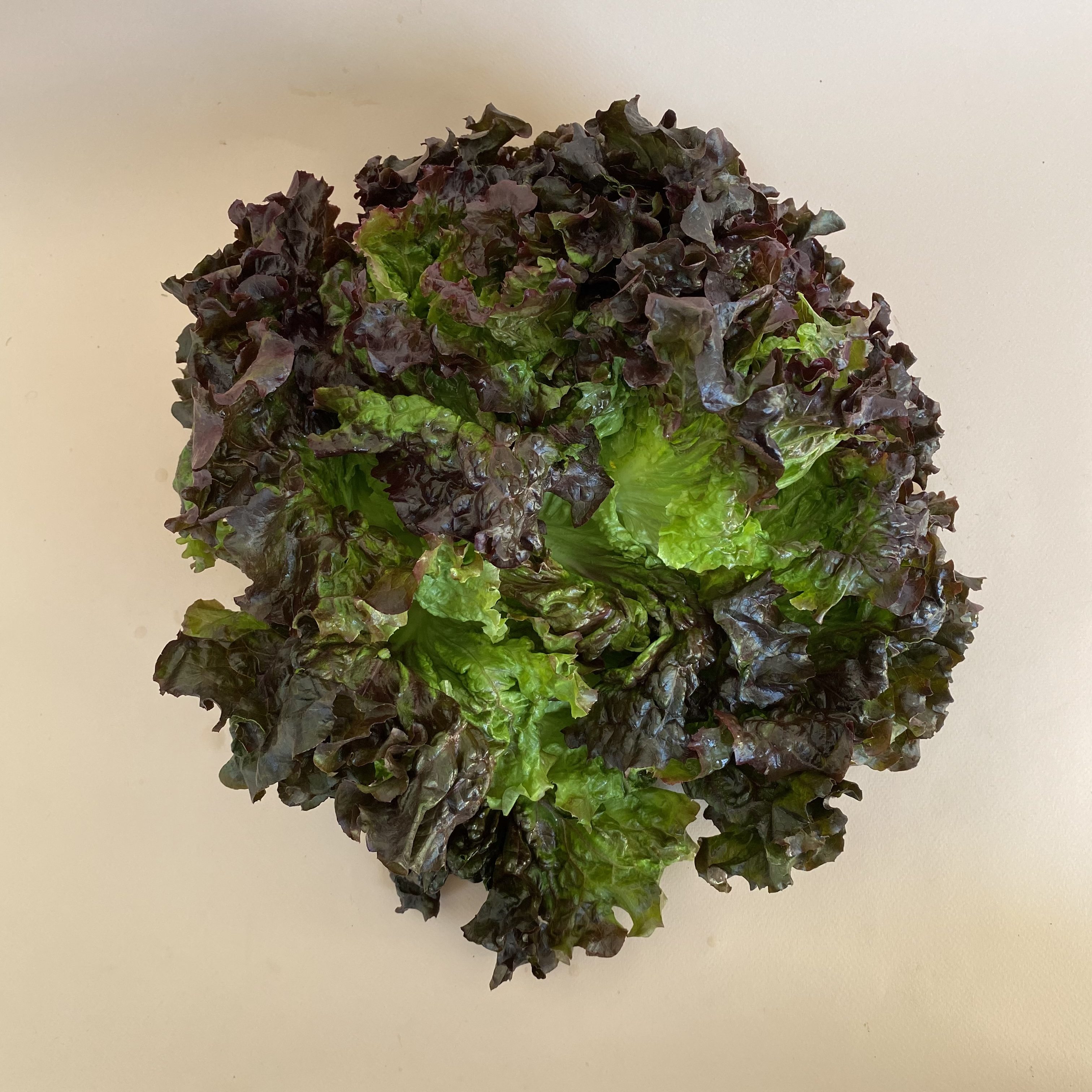 Lechuga Sangría - 0