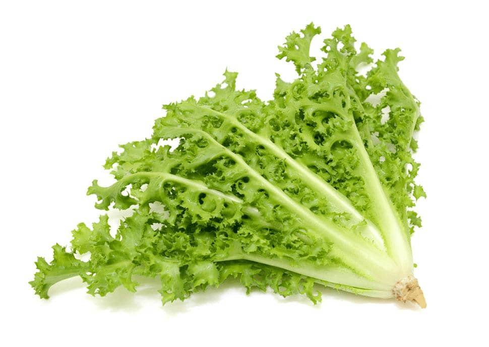 Lechuga Escarola - 0