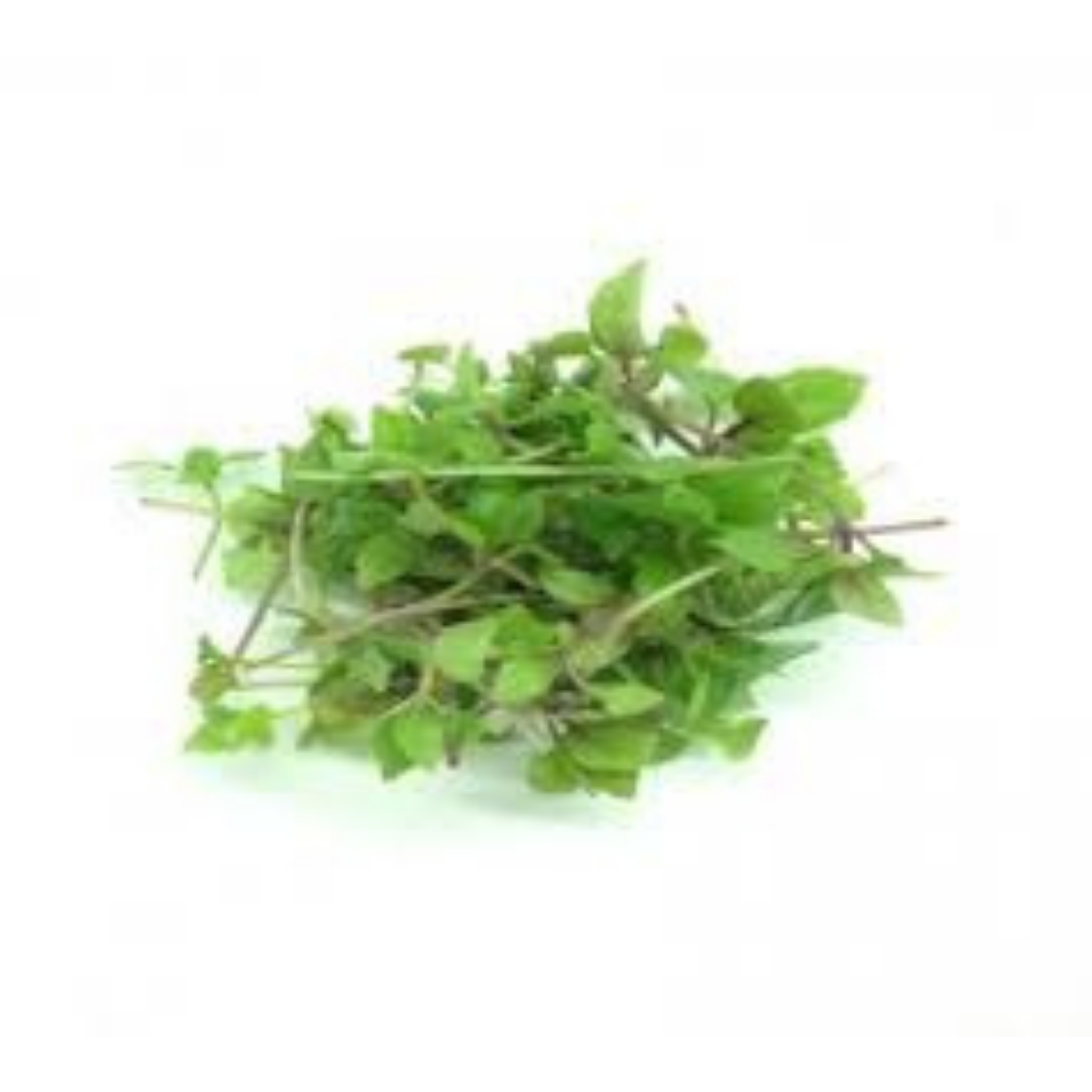Brote de Albahaca Domo - 0