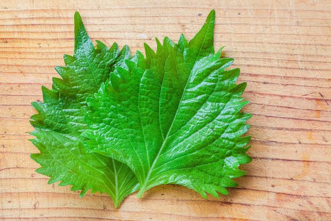 Hoja de Shiso domo con 7pz - 0