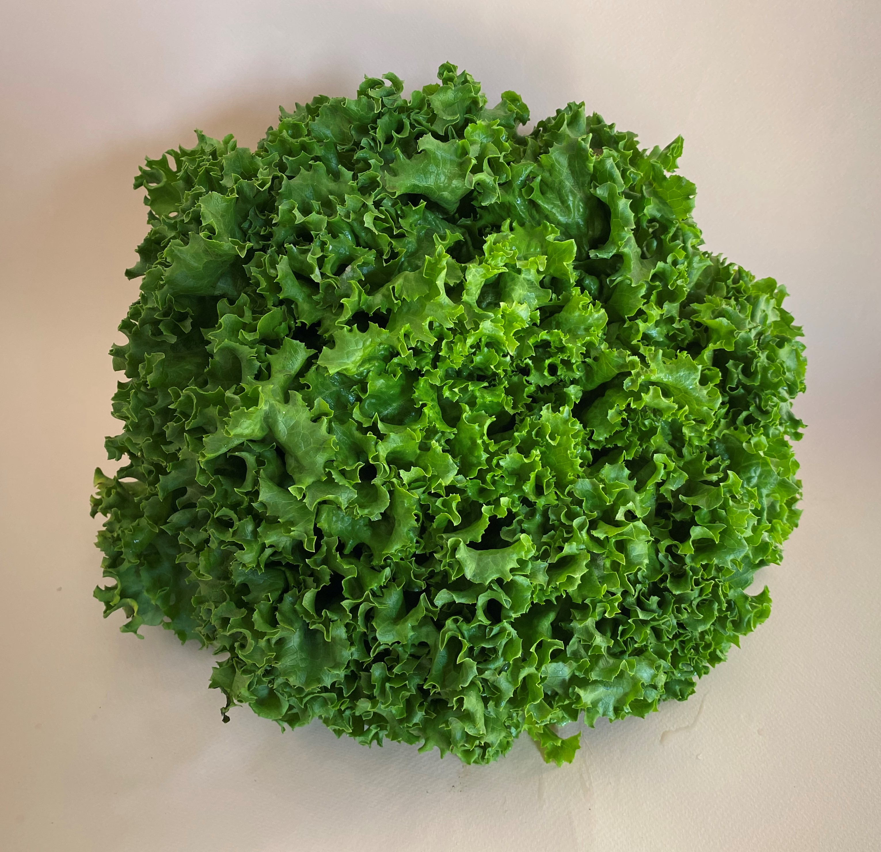 Lechuga Italiana - 0