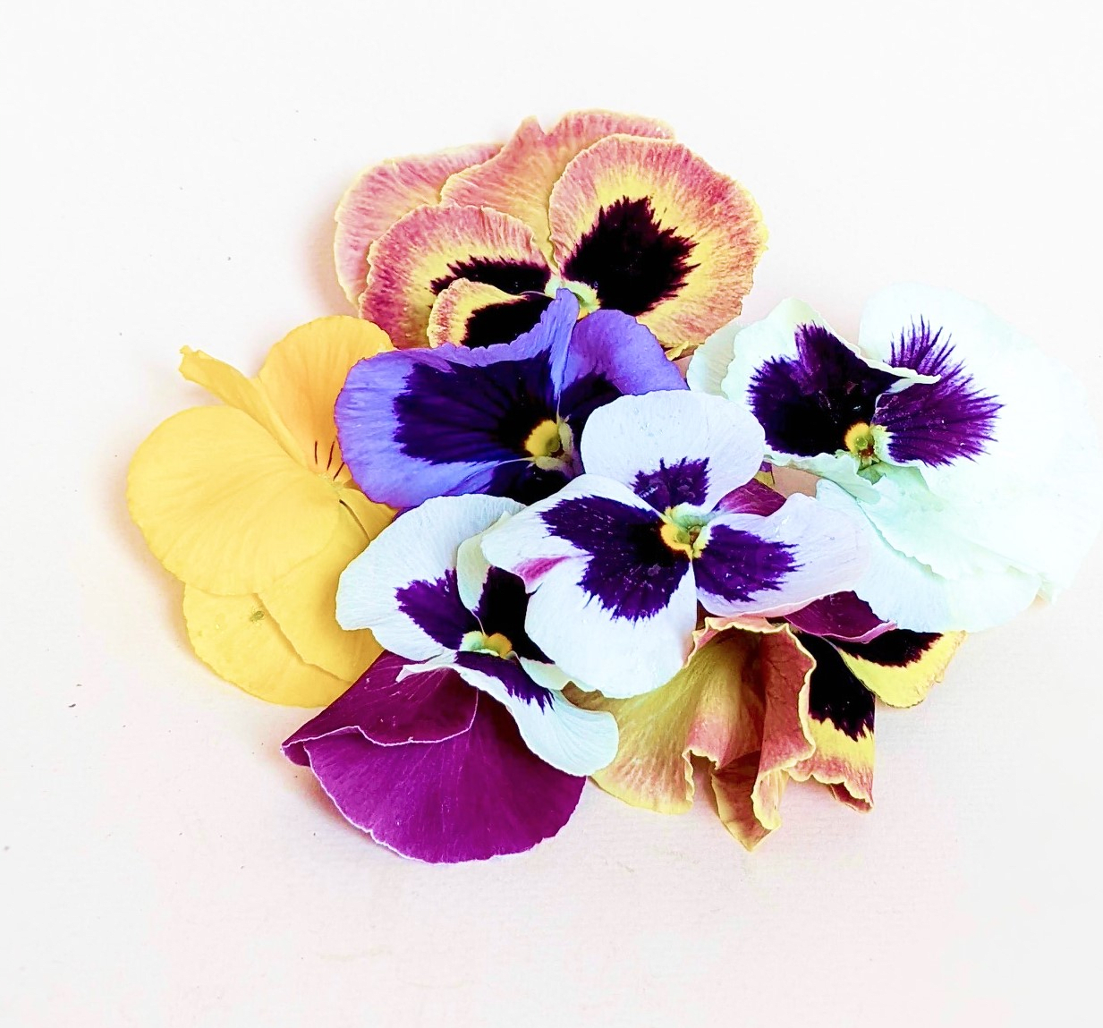 Flores Comestibles (Pensamientos)  - 0
