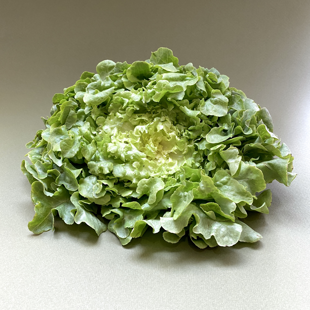 Lechuga Francesa - 0