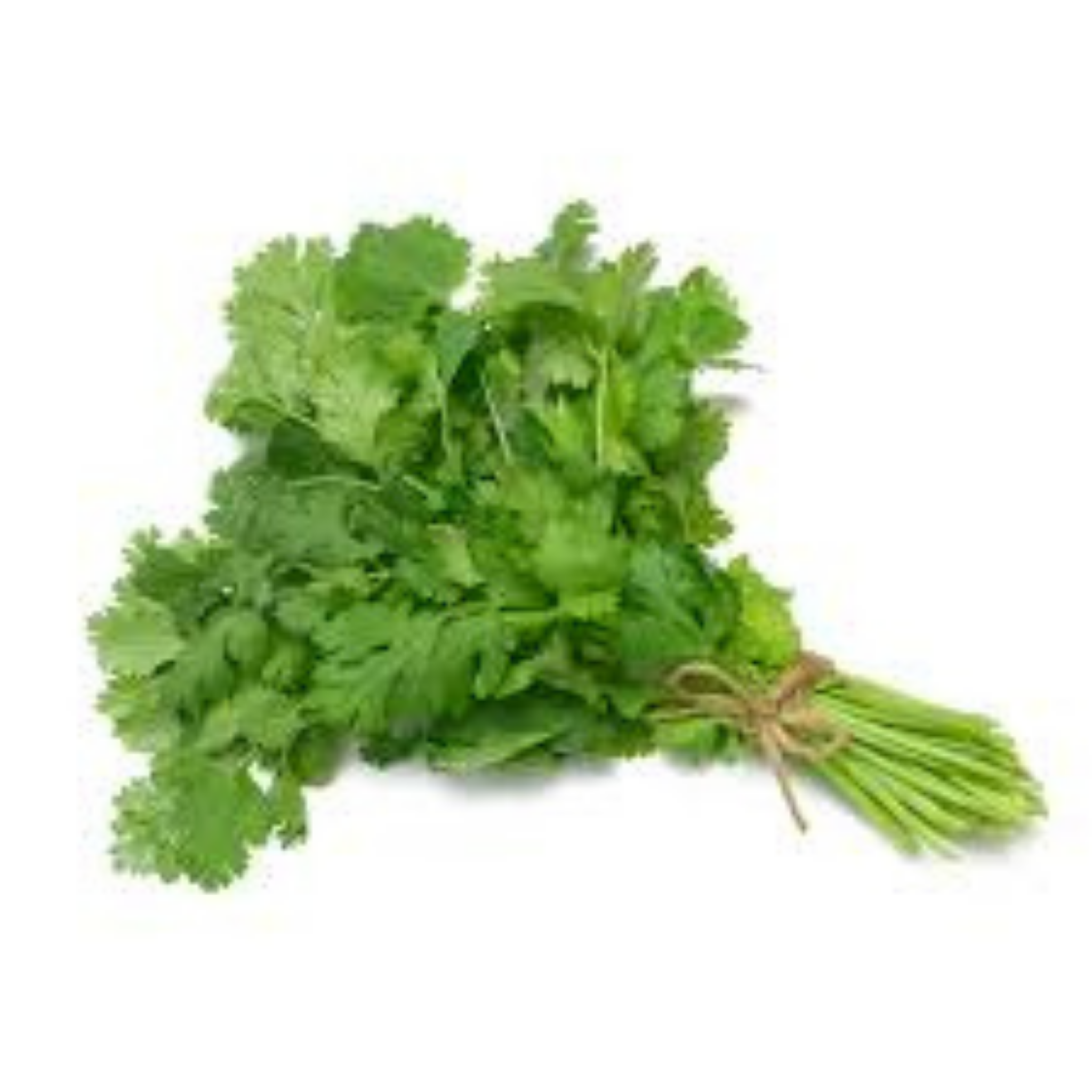 Cilantro sin Raíz - 0