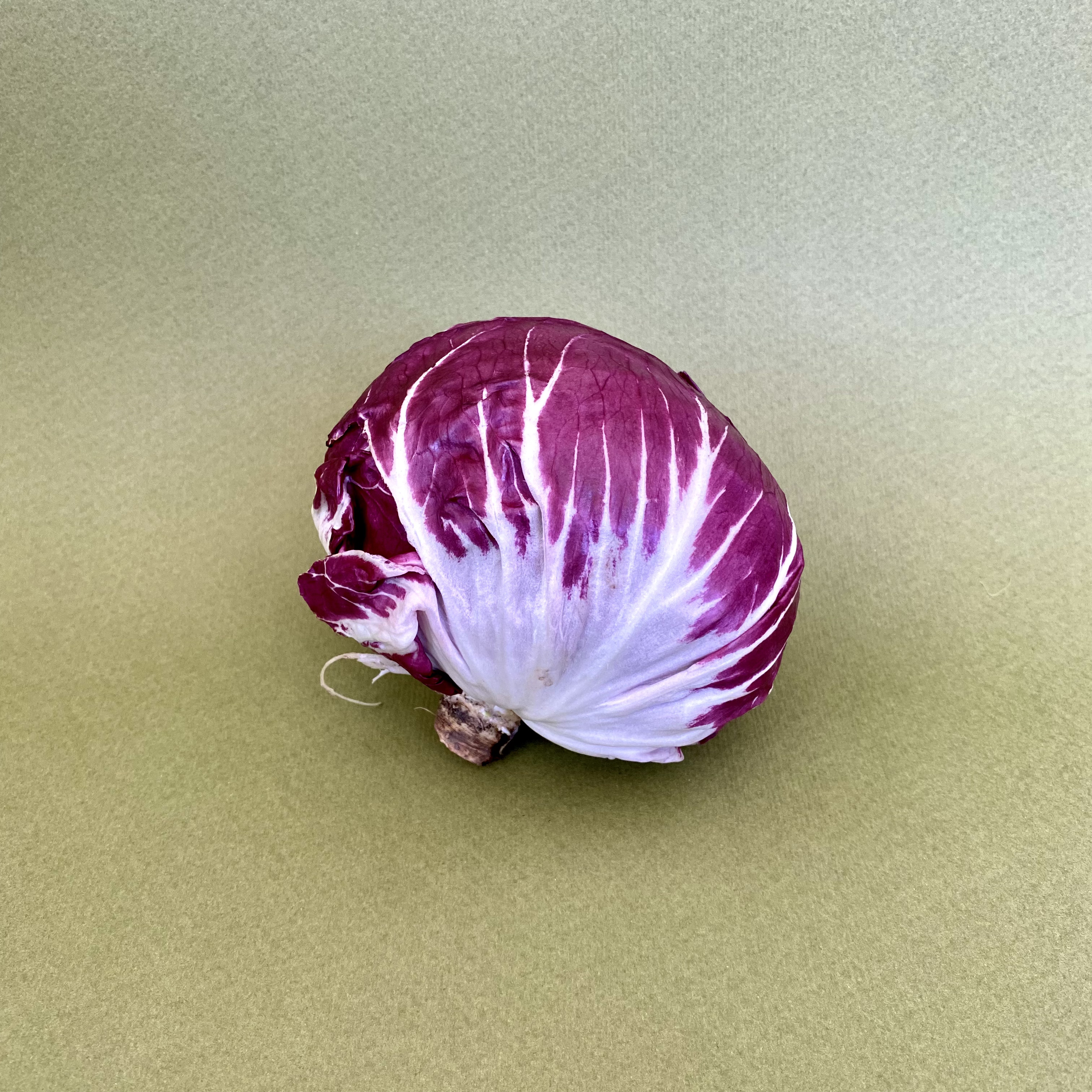 Lechuga Achicoria Roja (Radicchio) - 0