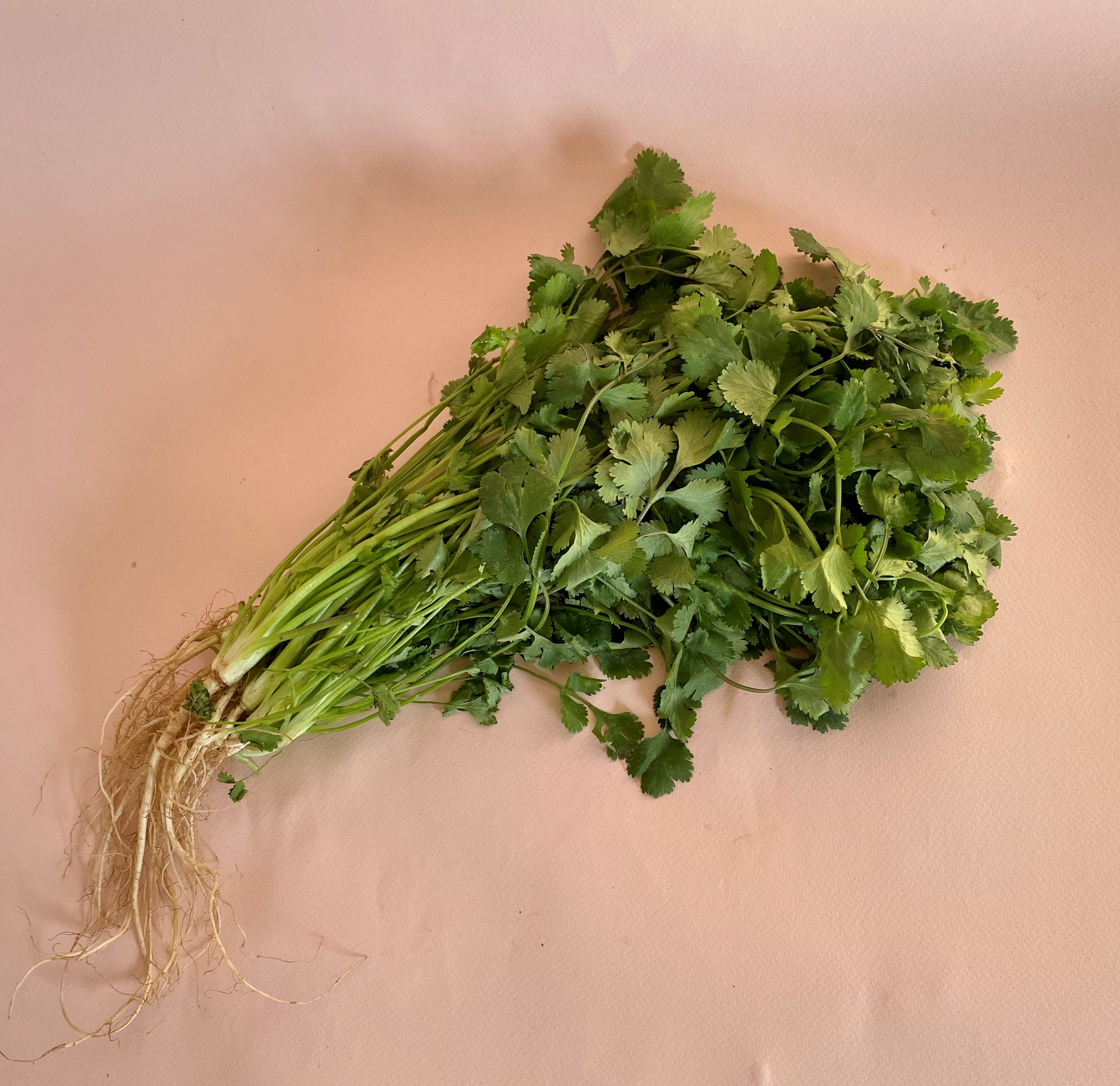 Cilantro - 0