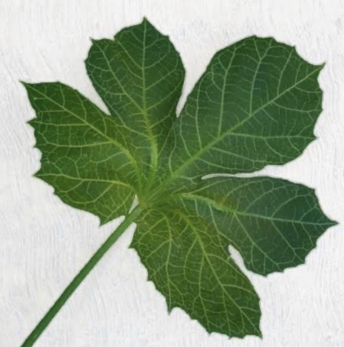 Chaya hoja manojo de 500g - 0