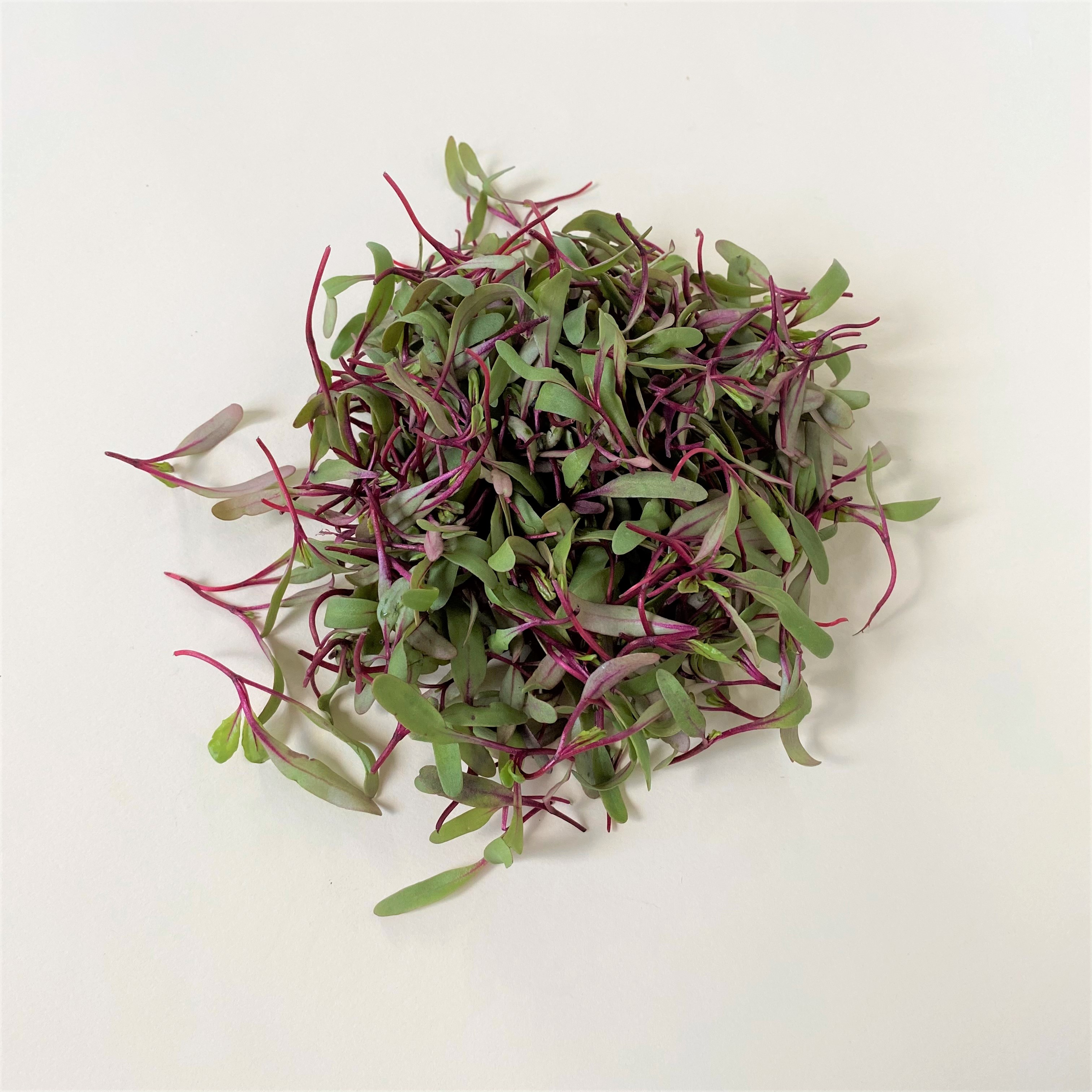 Brote De Betabel Domo 20 g - 0