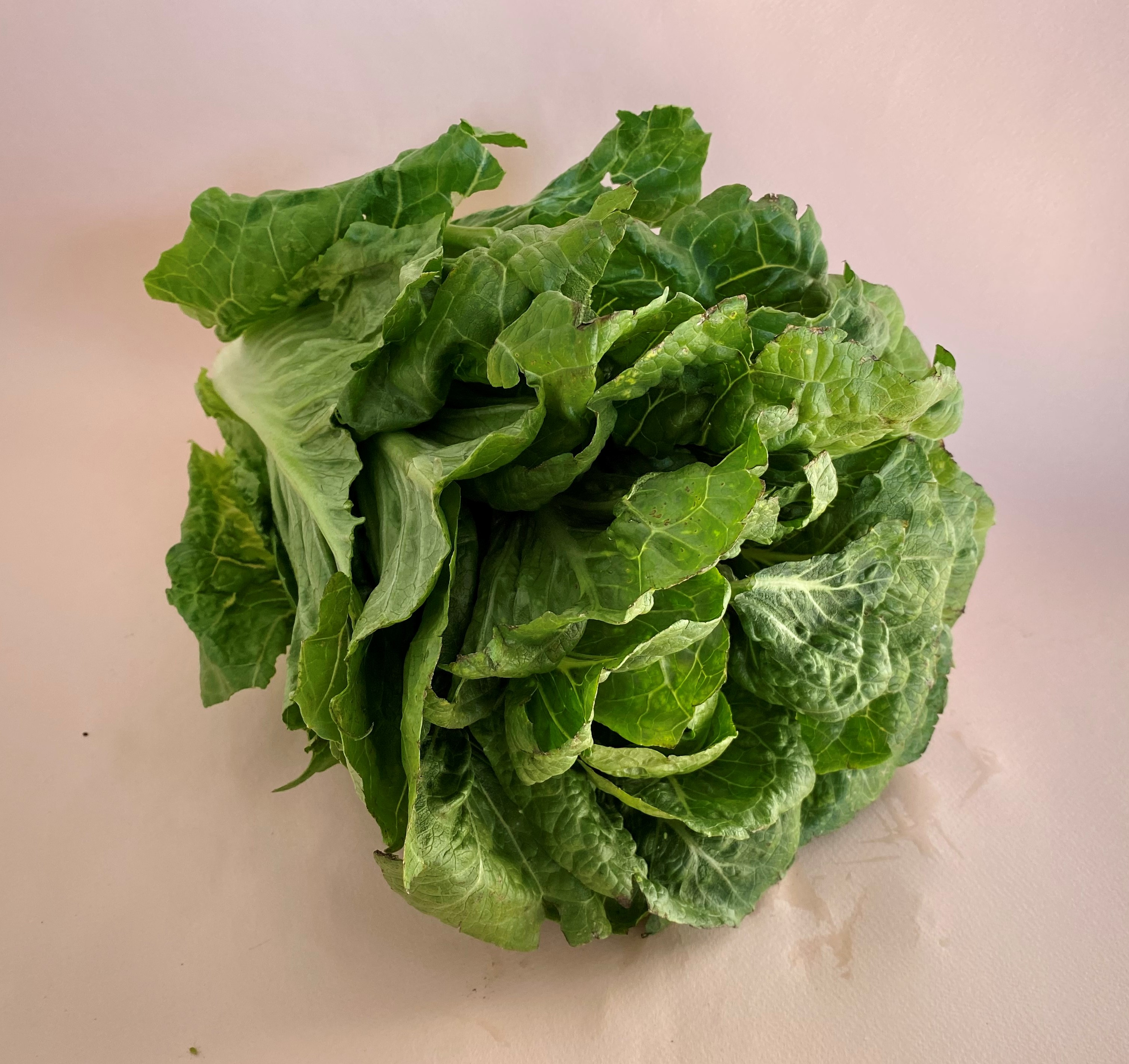 Lechuga Orejona - 0