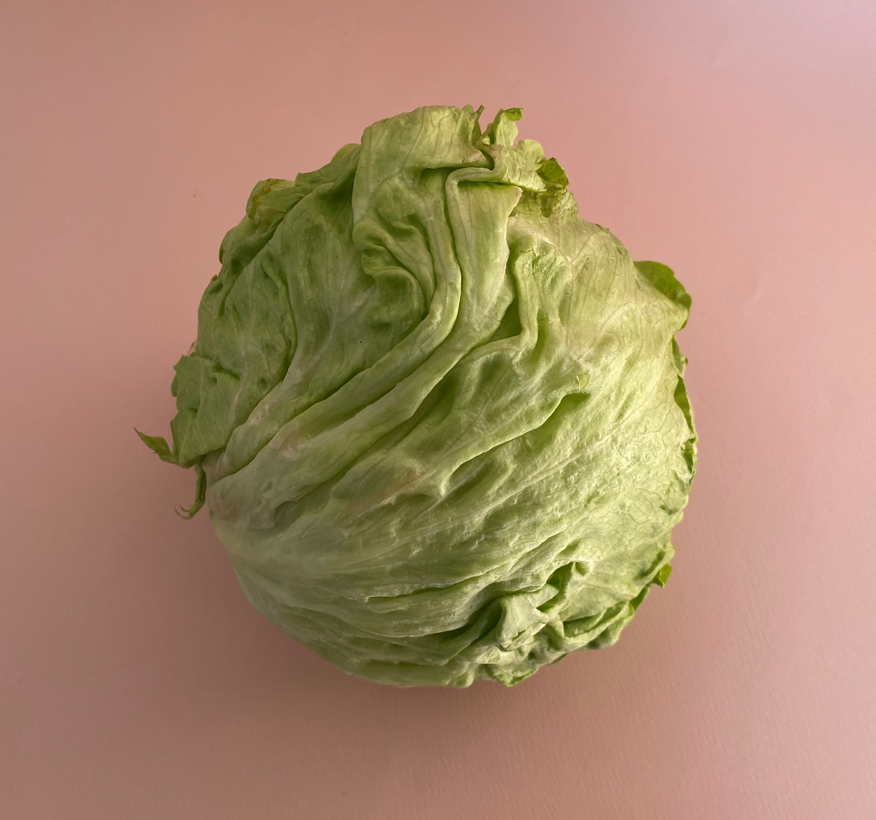 Lechuga Romana - 0