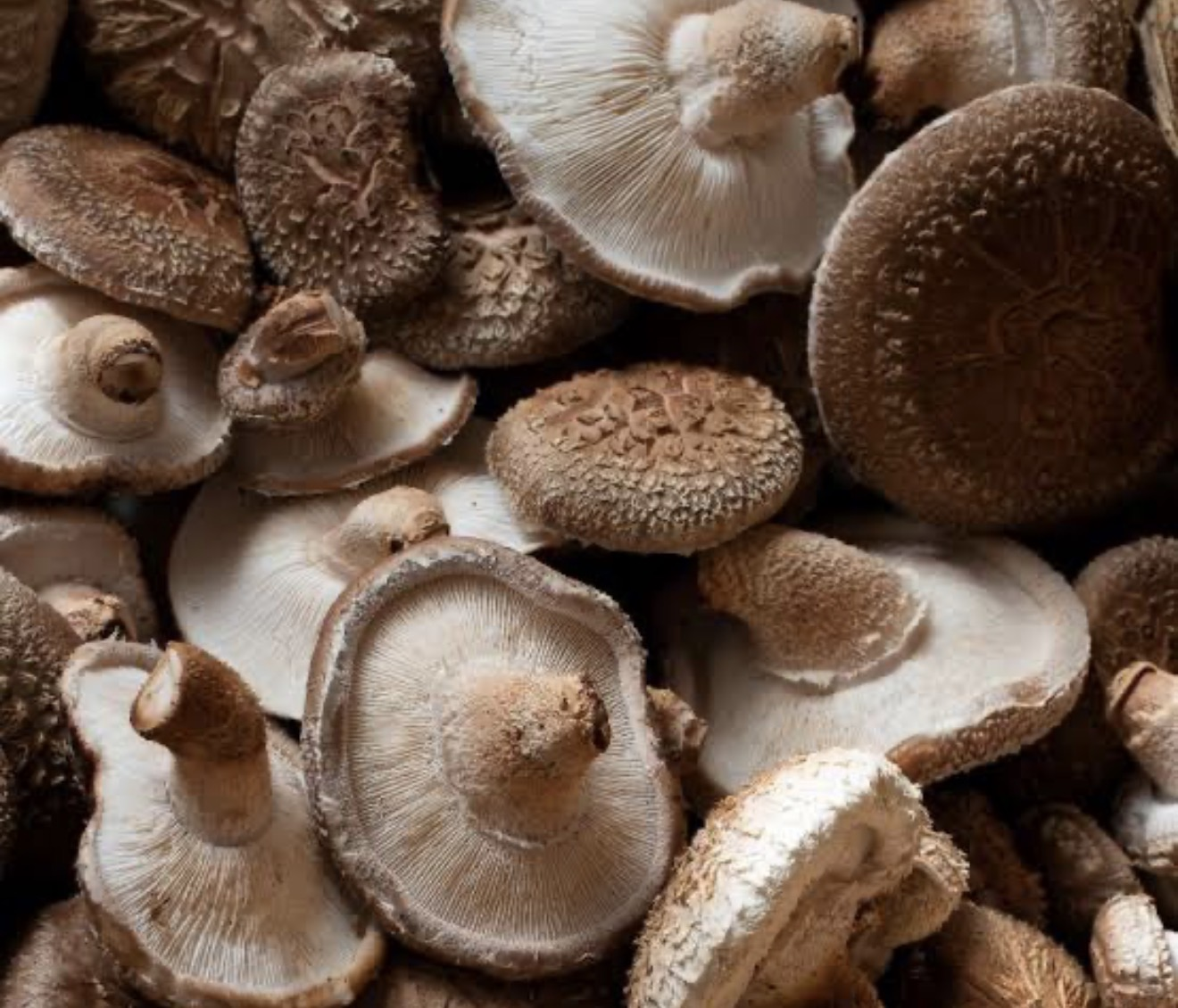 Hongo Shiitake Fresco - 0