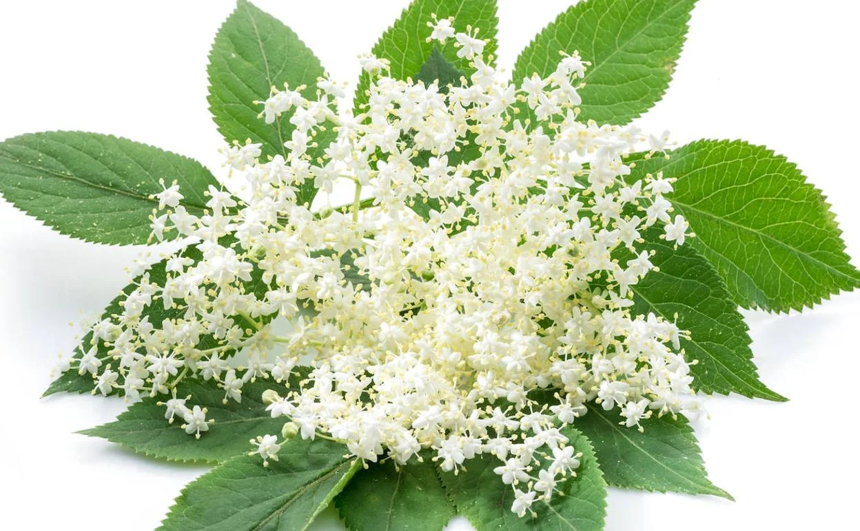  Flor de sauco domo - 0