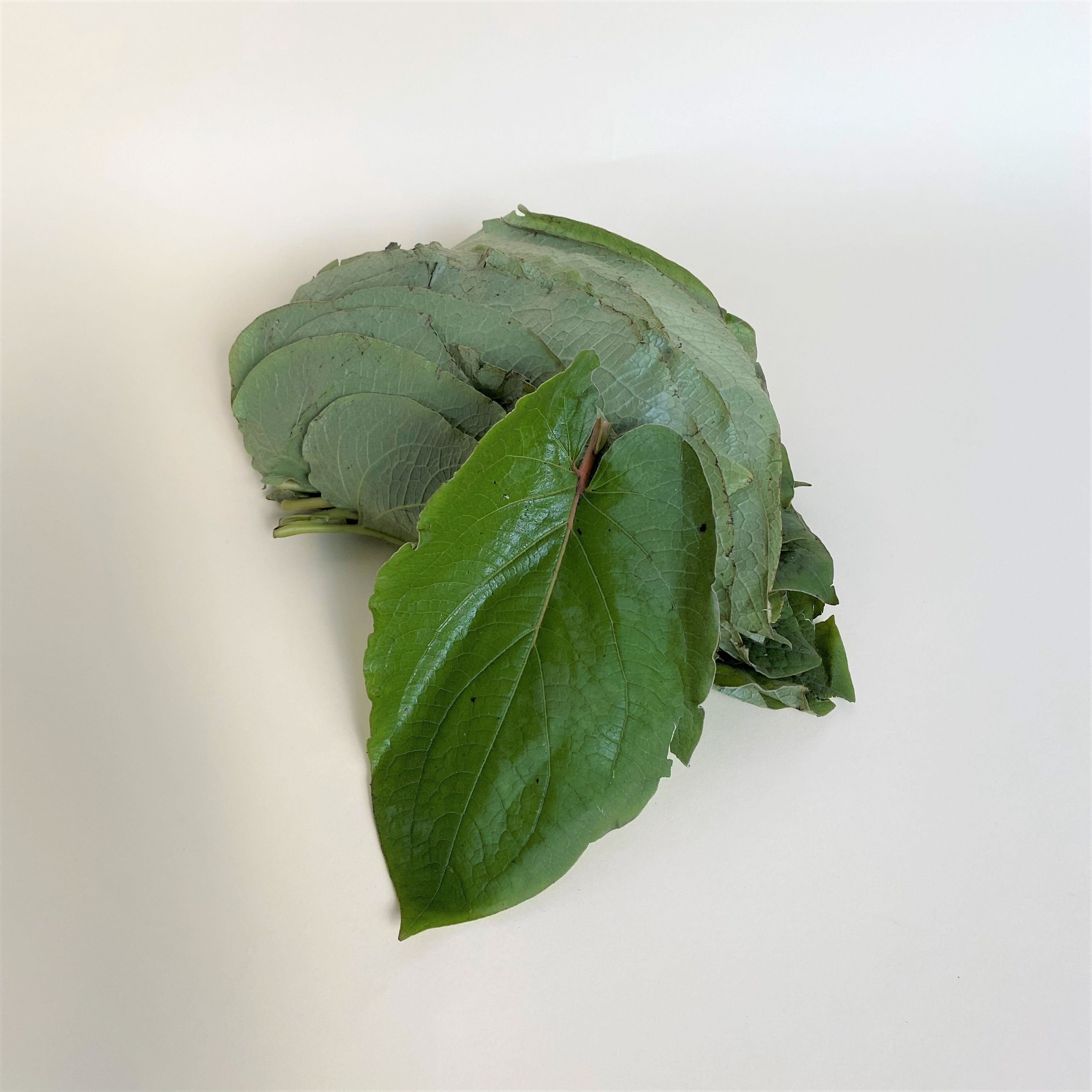 Hoja Santa - 0