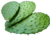 Nopal con espinas - 0