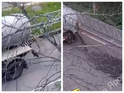 Ярославцы заподозрили слив канализации прямо на улице