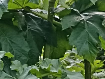 Многострадальную Павловскую рощу в Ярославле начал заполонять борщевик