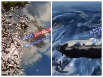 В Ярославле снова почернела Волга