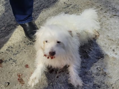 Ярославцы спасли сбитую машиной собаку