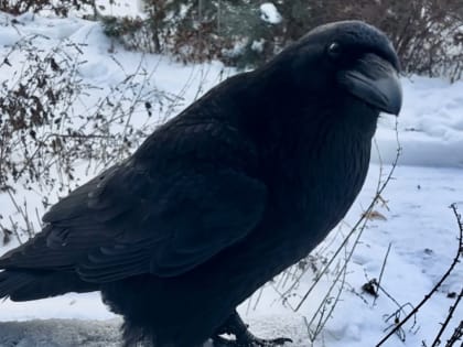 Пропавший у ярославского актера Романа Курцына домашний ворон нашелся