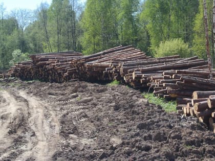 В Ярославской области незаконно вырубили полтора гектара леса