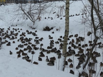 Аппарат для кормления уток в Ярославле хотят поставить на 8 лет