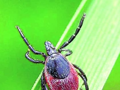 А ты защитился от клеща?