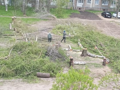 В ярославском дворе для организации парковки спилили лиственницы