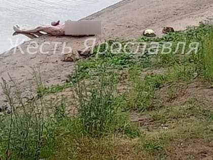 В Ярославле в реке Которосль обнаружен труп неизвестного мужчины