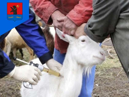 О профилактике бруцеллёза