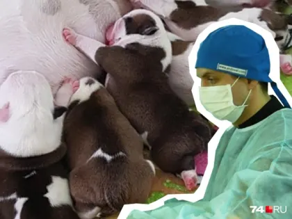 Как россиянин принимает роды у животных и даже делает им кесарево сечение