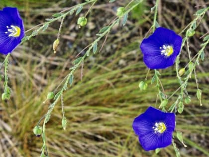 Ярославские аграрии научатся выращивать лен у белорусских коллег