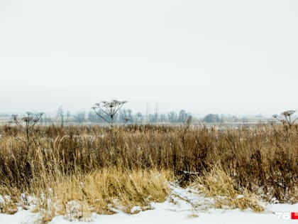 Останемся без урожая? Власти прокомментировали прогноз о гибели озимых в Ярославской области