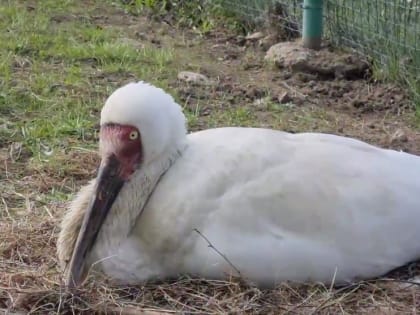 В Ярославском зоопарке стерхам подложили гусиные яйца