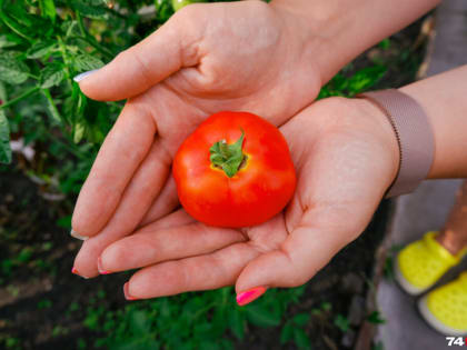 Врачи рассказали, кому нельзя есть помидоры. А вы есть в этом спиcке?