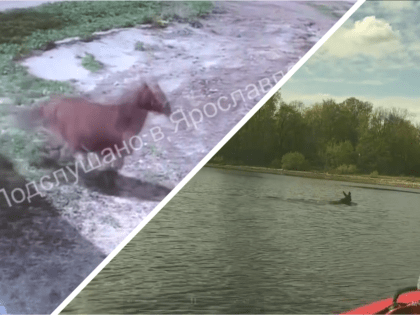 В Ярославле снова обнаружили гуляющих по городу лосей