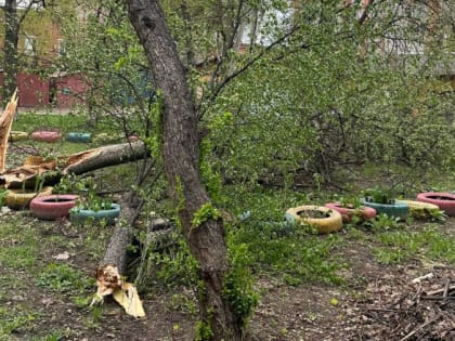 В Ярославле сильный ветер повалил деревья и снес строительный забор