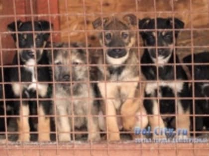 Результаты отлова безнадзорных животных
