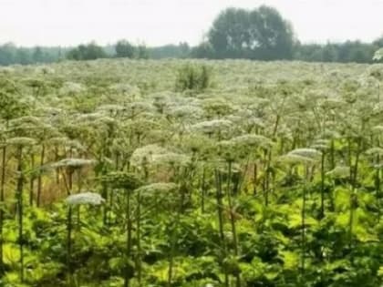 В Ярославской области вырастет налог за необработку земель