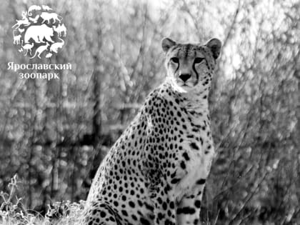 В ярославском зоопарке умерла гепард Найла