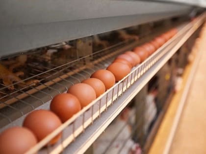 Ярославцам рассказали, почему в регионе подорожали яйца и куриное мясо